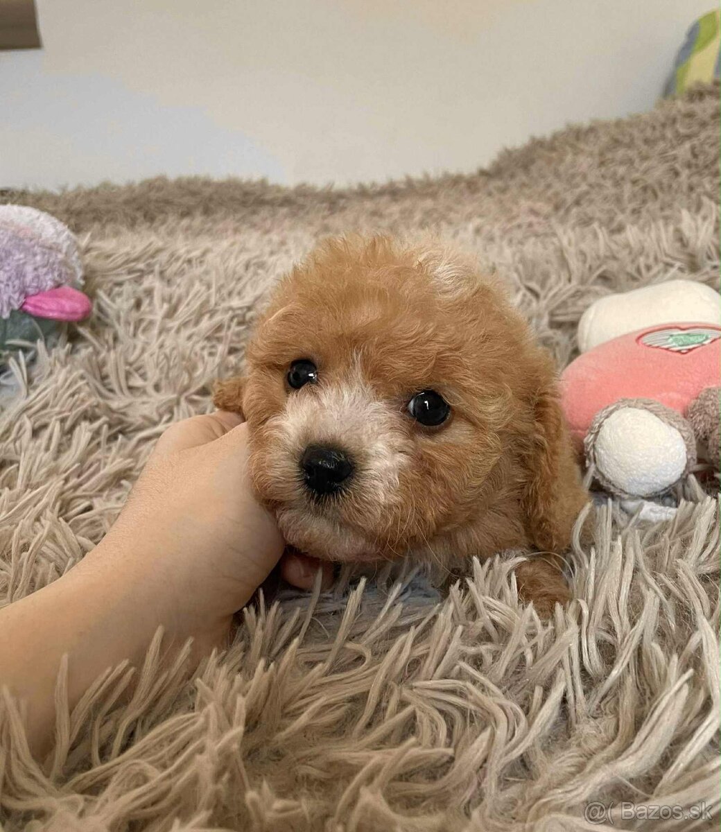 Red and white mini Maltipoo girl - 7