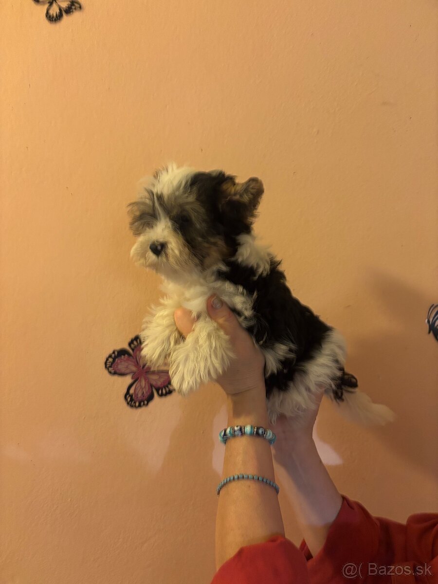 Yorkshirsky terier, yorkshirsky terier mini, biewer - 7