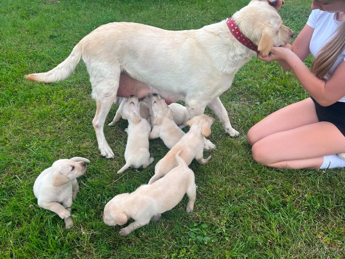 Šteniatko labrador - 7