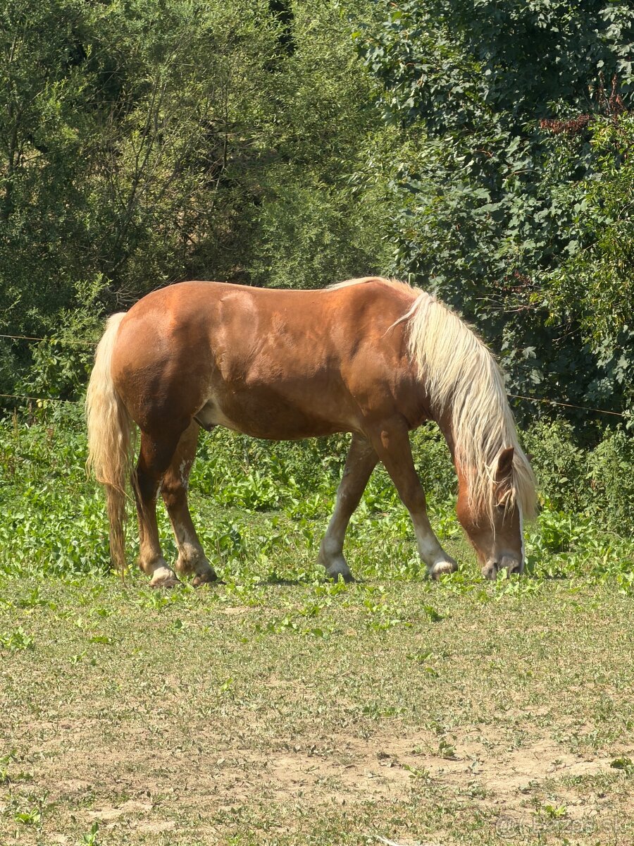 Haflinger a poník na predaj - 7