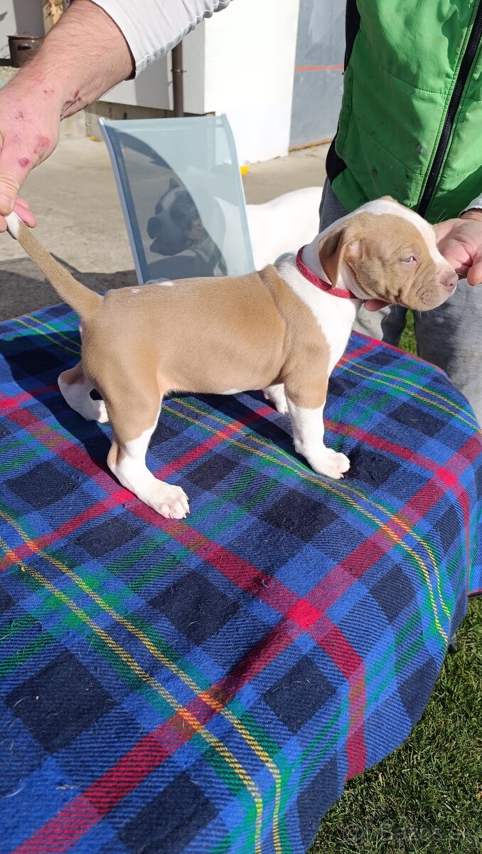 American Bully XL - 7