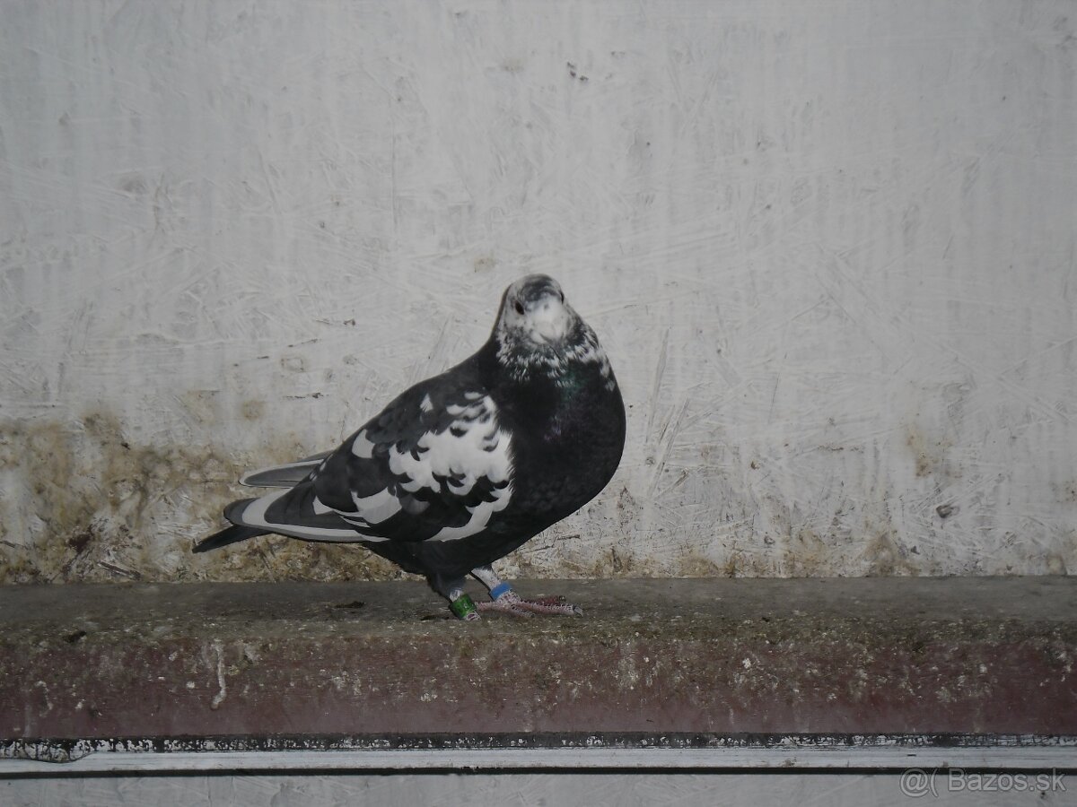 Poštove holuby Scherens Vangramberen - 7