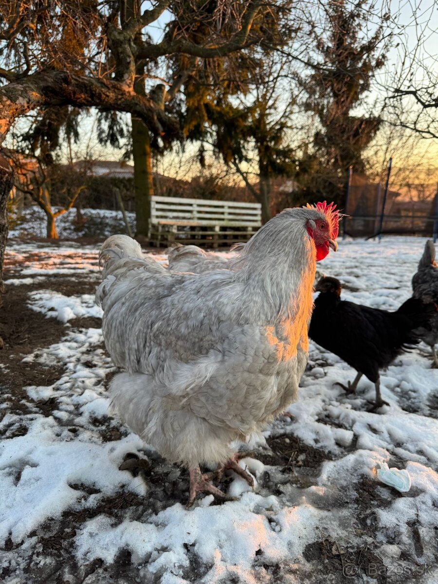 Orpington Levander - 7