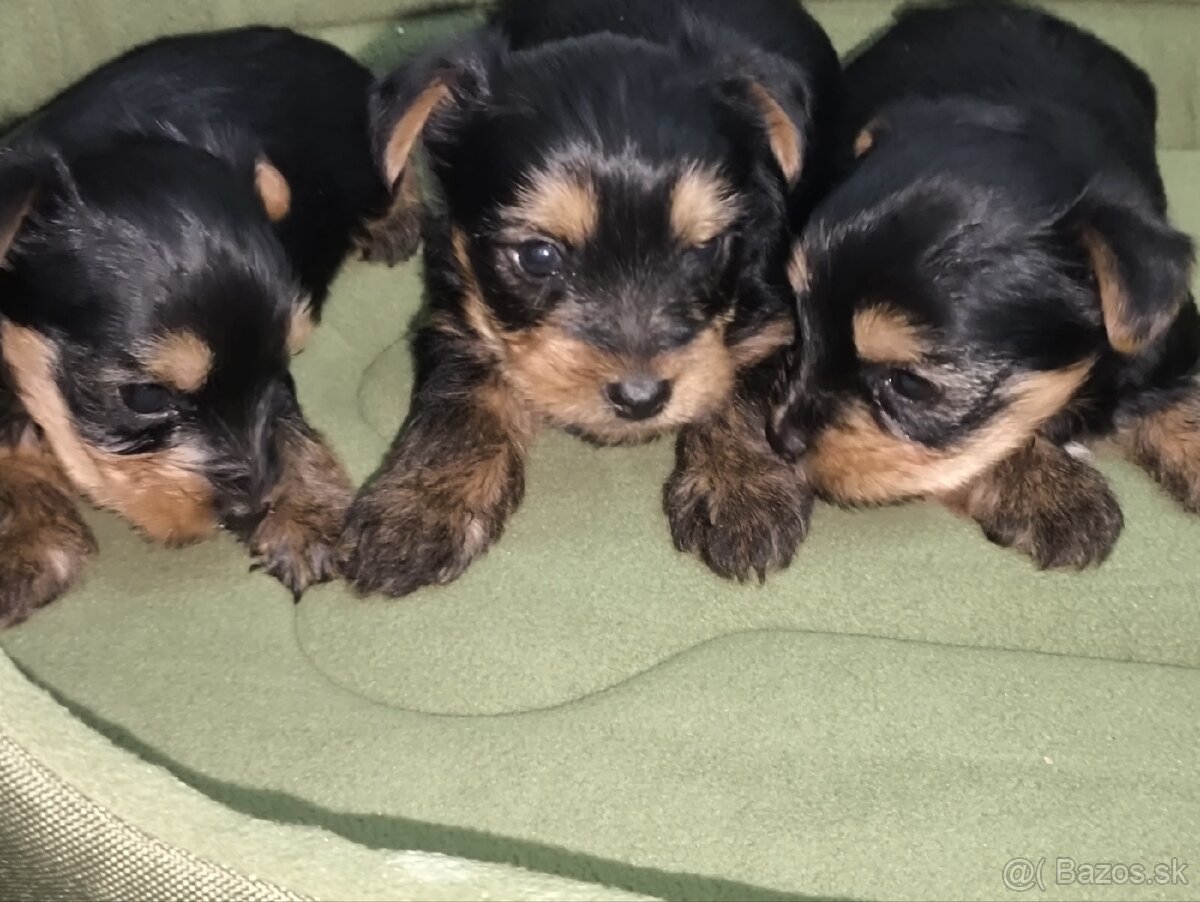 Mini Yorkshire terrier - 7
