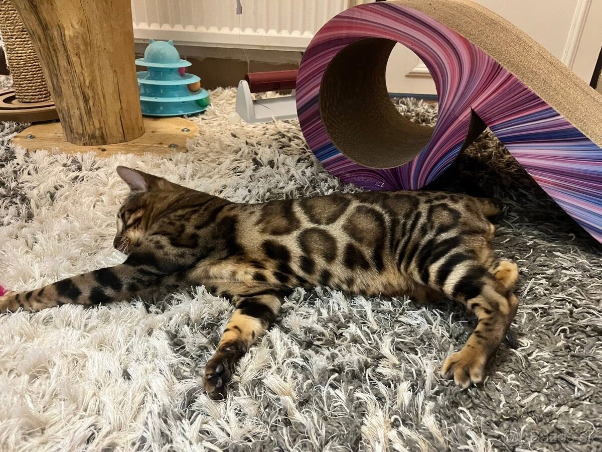 Bengalska macka - 7