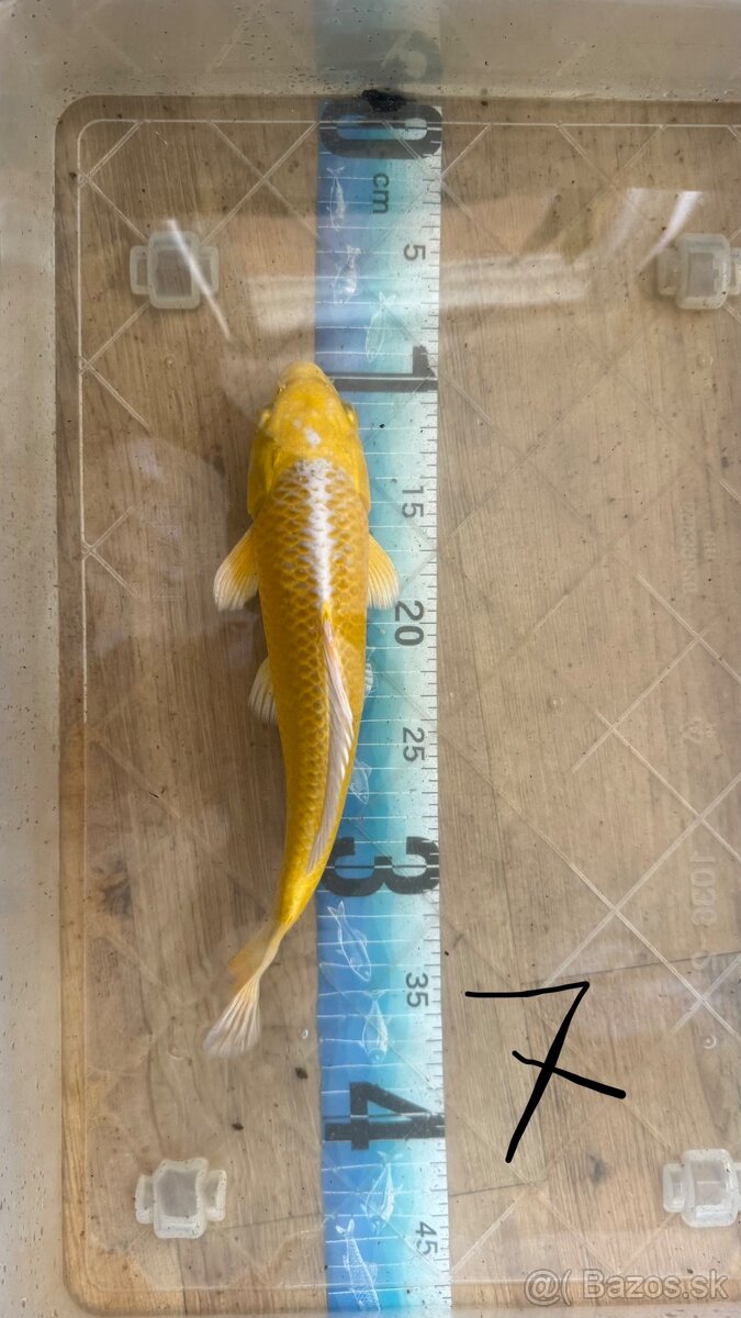 Koi kapre - 7