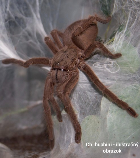 Vtáčkare, tarantuly, pavúky - 7