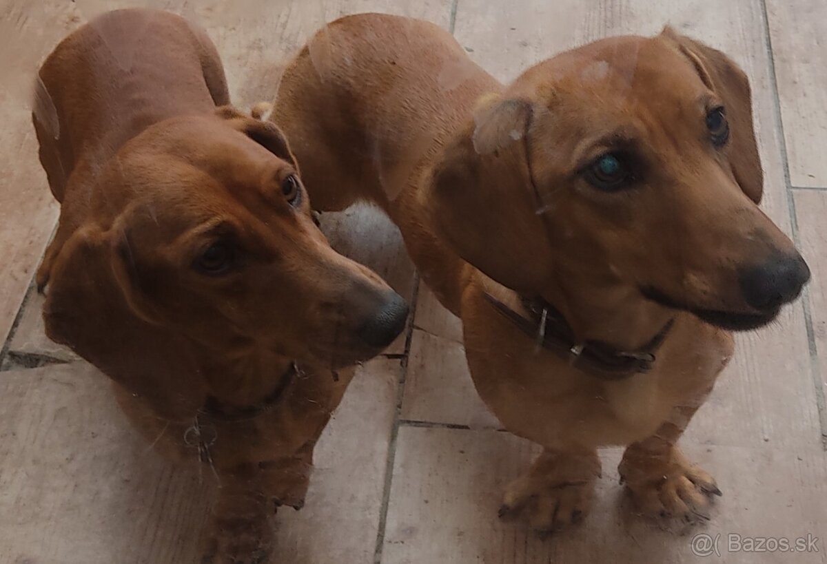 Jazvečík štandard šteniatka - 7