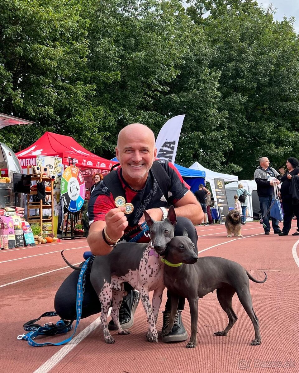 Americký bezsrstý teriér - štěně (fenka) - 7