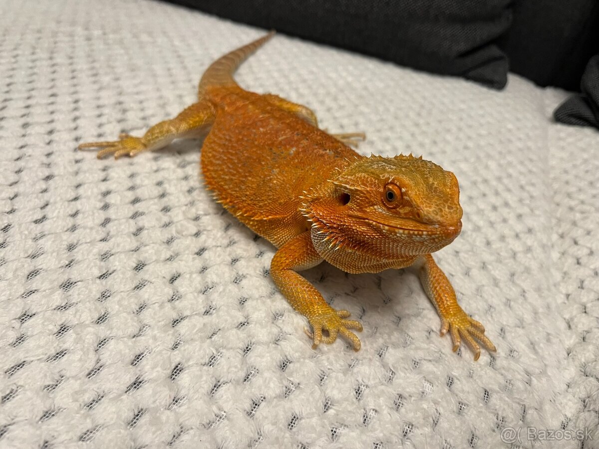 Agama bradatá + terárium - 7