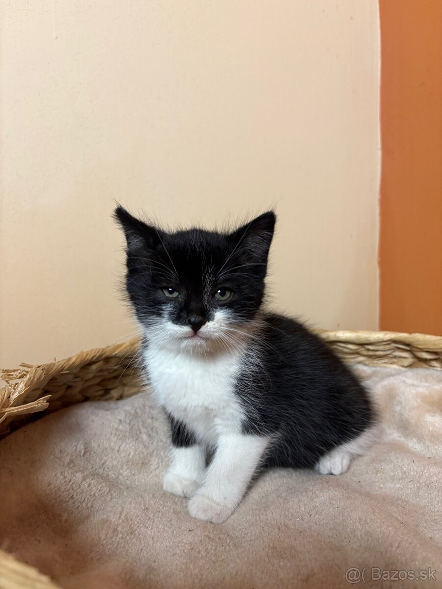 Roztomilé mačiatka hľadajú domov – zdarma - 7