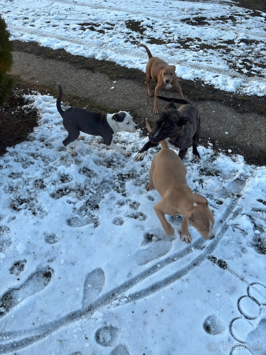 Americký stafordsirsky terier, Stafford, amstaf - 7