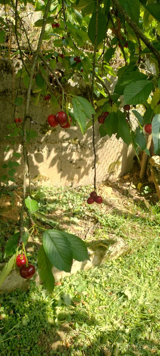 Chatka so záhradou - 7