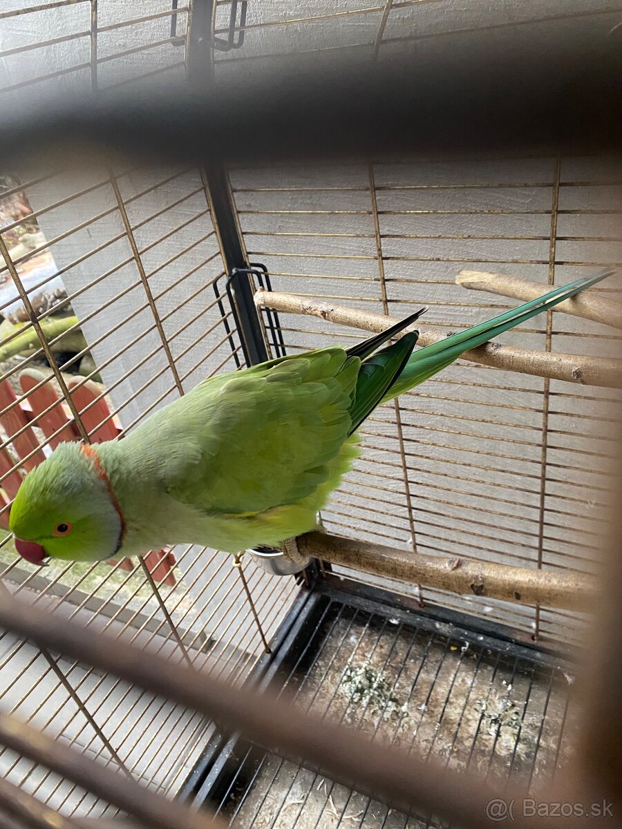 Alexander malý Samec (rozprávajúci) + klietka - 7