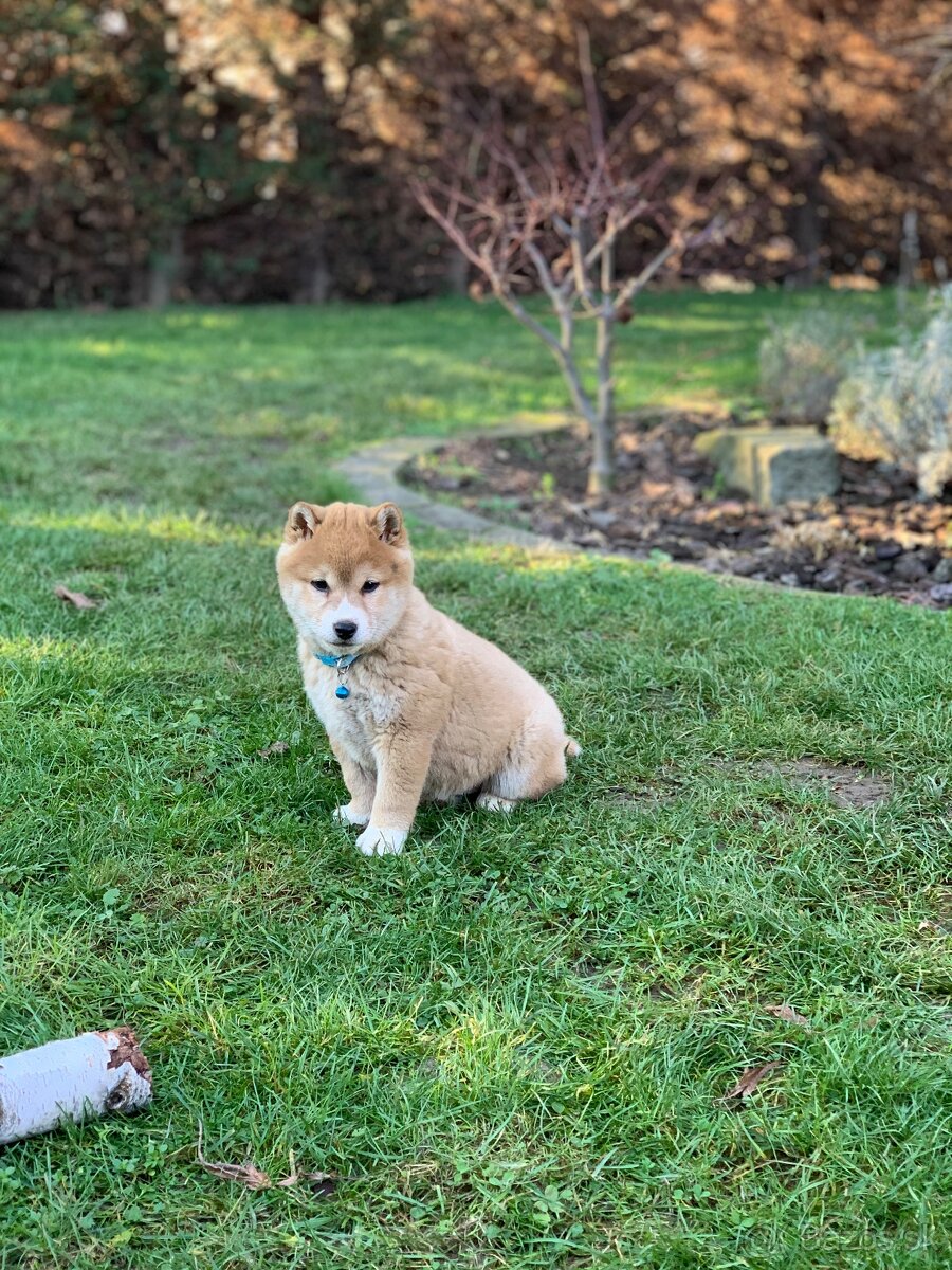 Shiba inu - 7