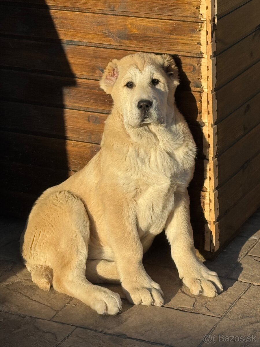 Stredoázijský ovčiak SAO - 7