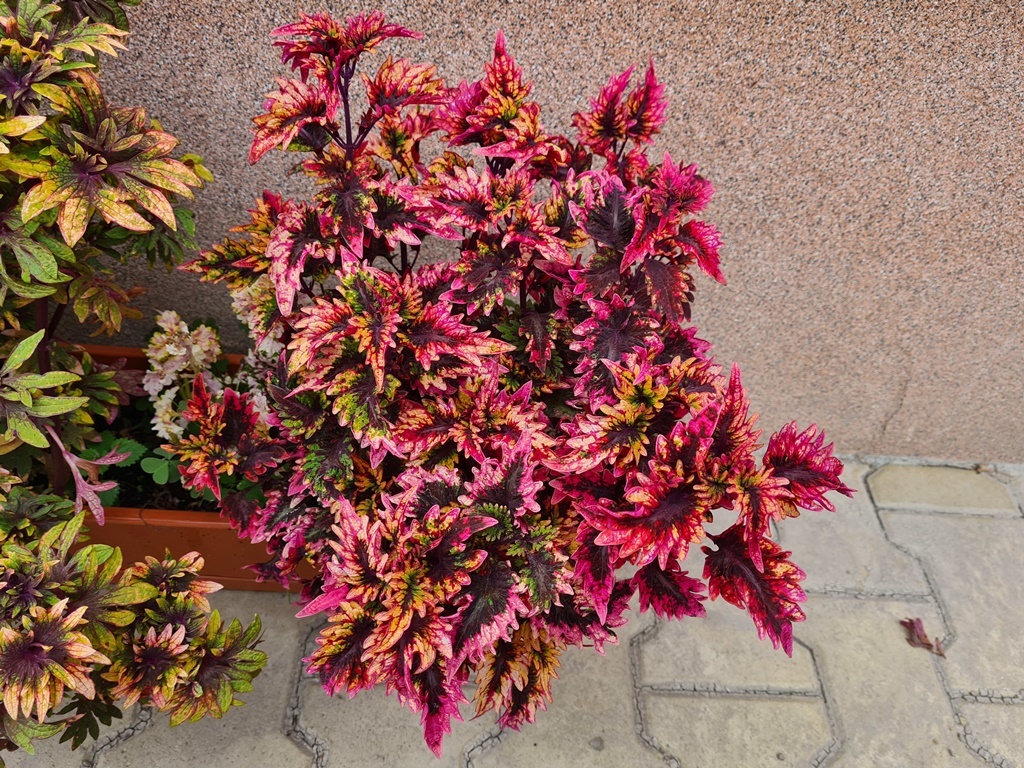 Koleus - africká žihľava (Coleus), semena, řízky - 7