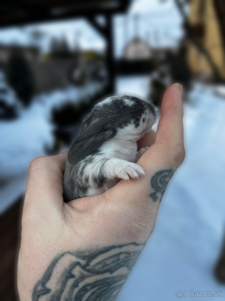 Anglický baranček - 7