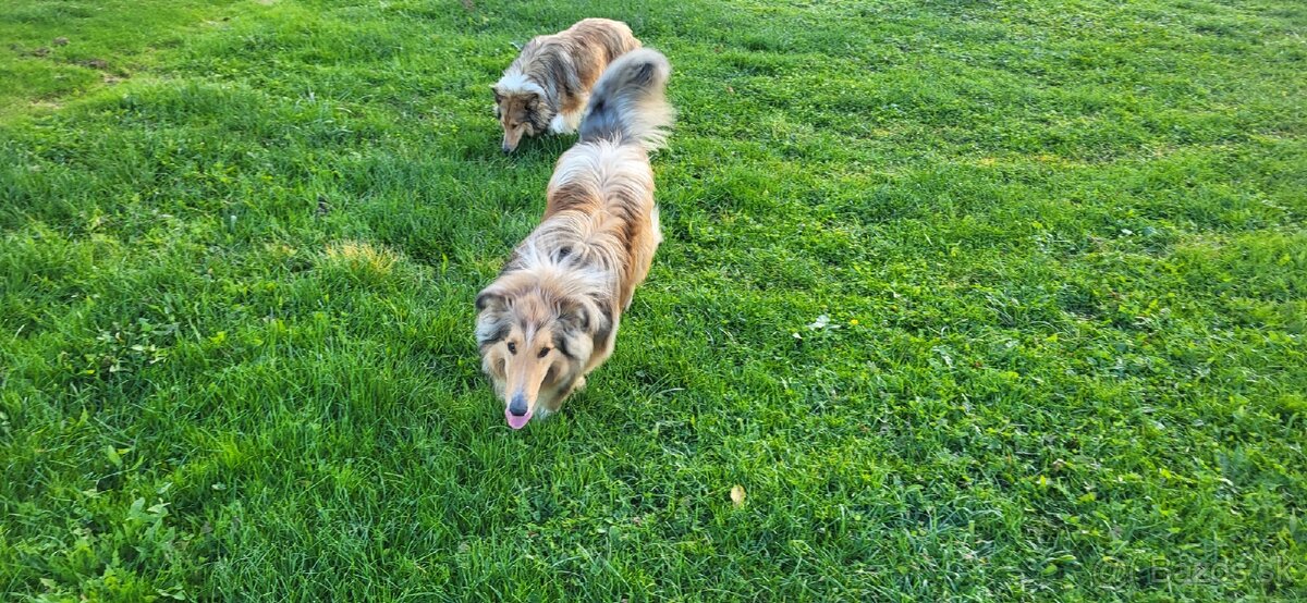 Kólia dlhosrstá - 7