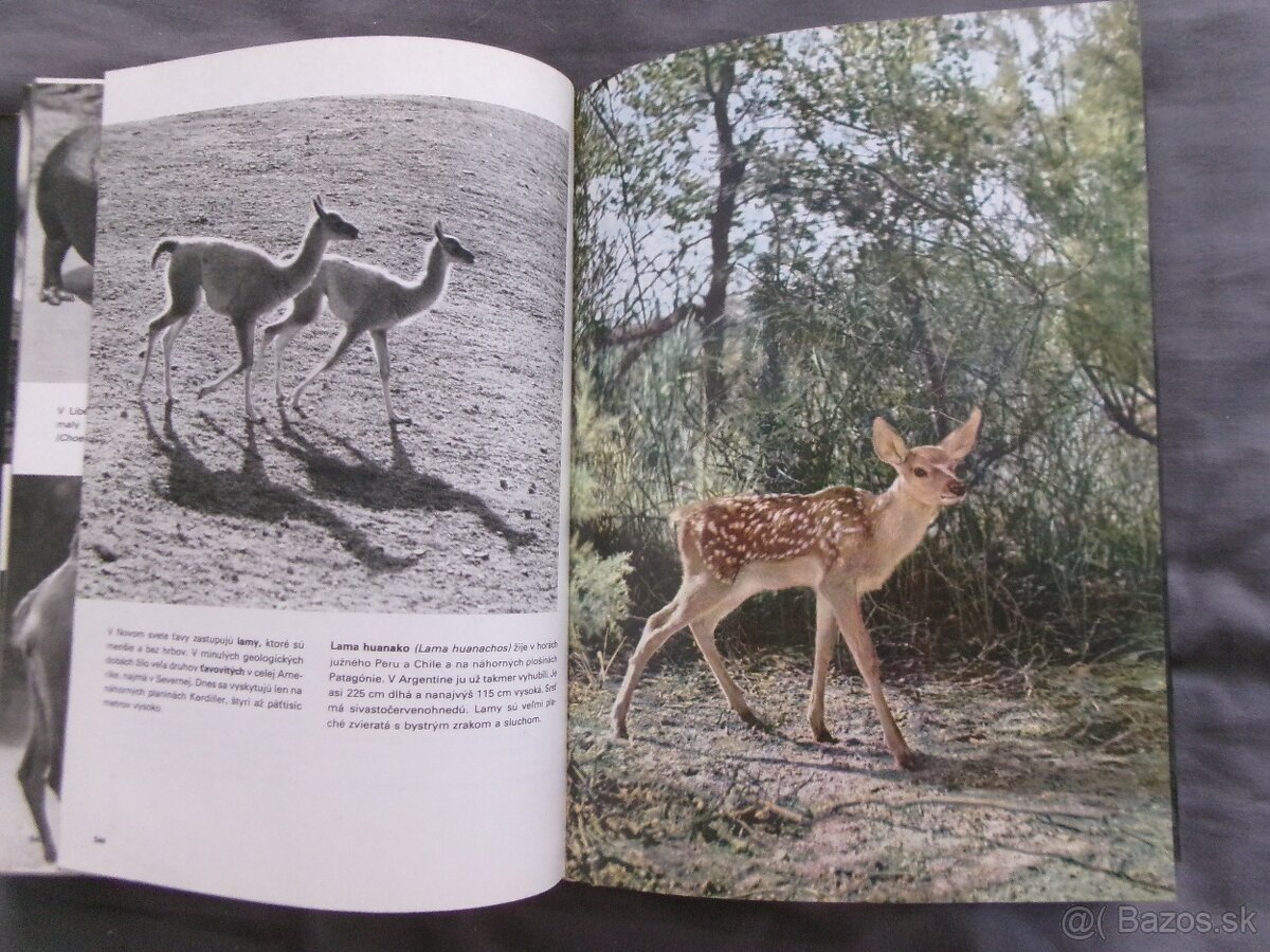 Veľký obrazový atlas zvierat - Václav Jan Staněk. - 7
