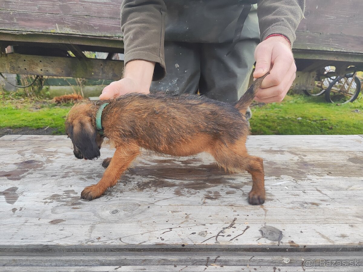 Tatranský duric s PP - 7