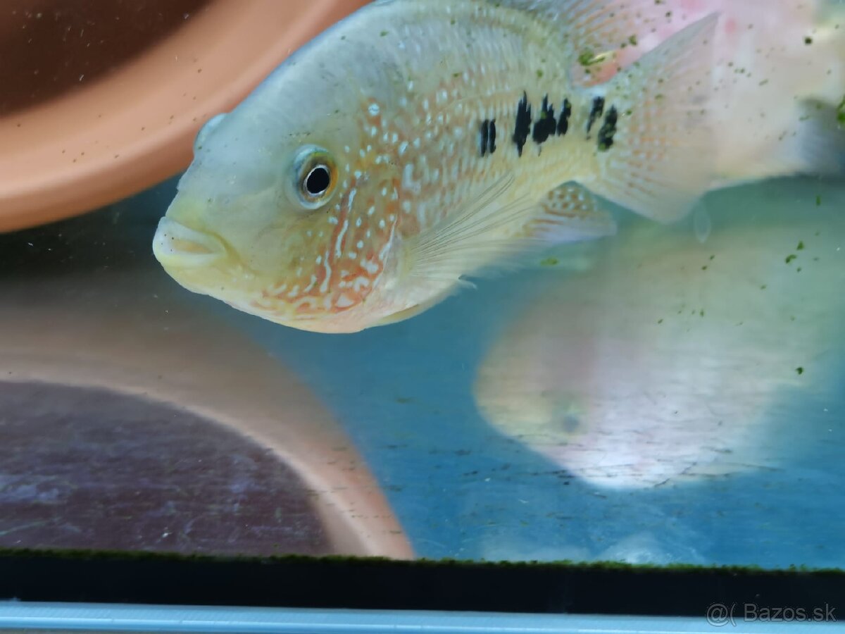 Super Red Texas 🔥 - 7