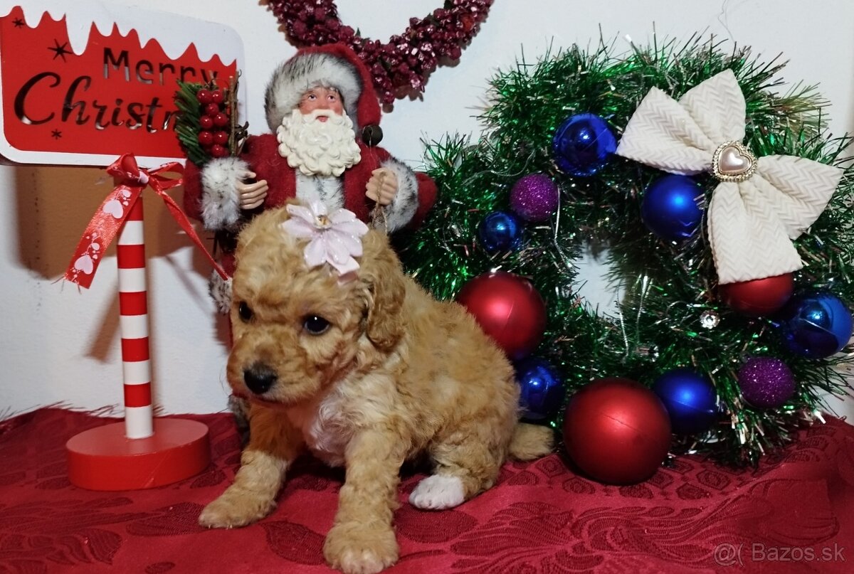 Toy Pudel - Apricot - 7