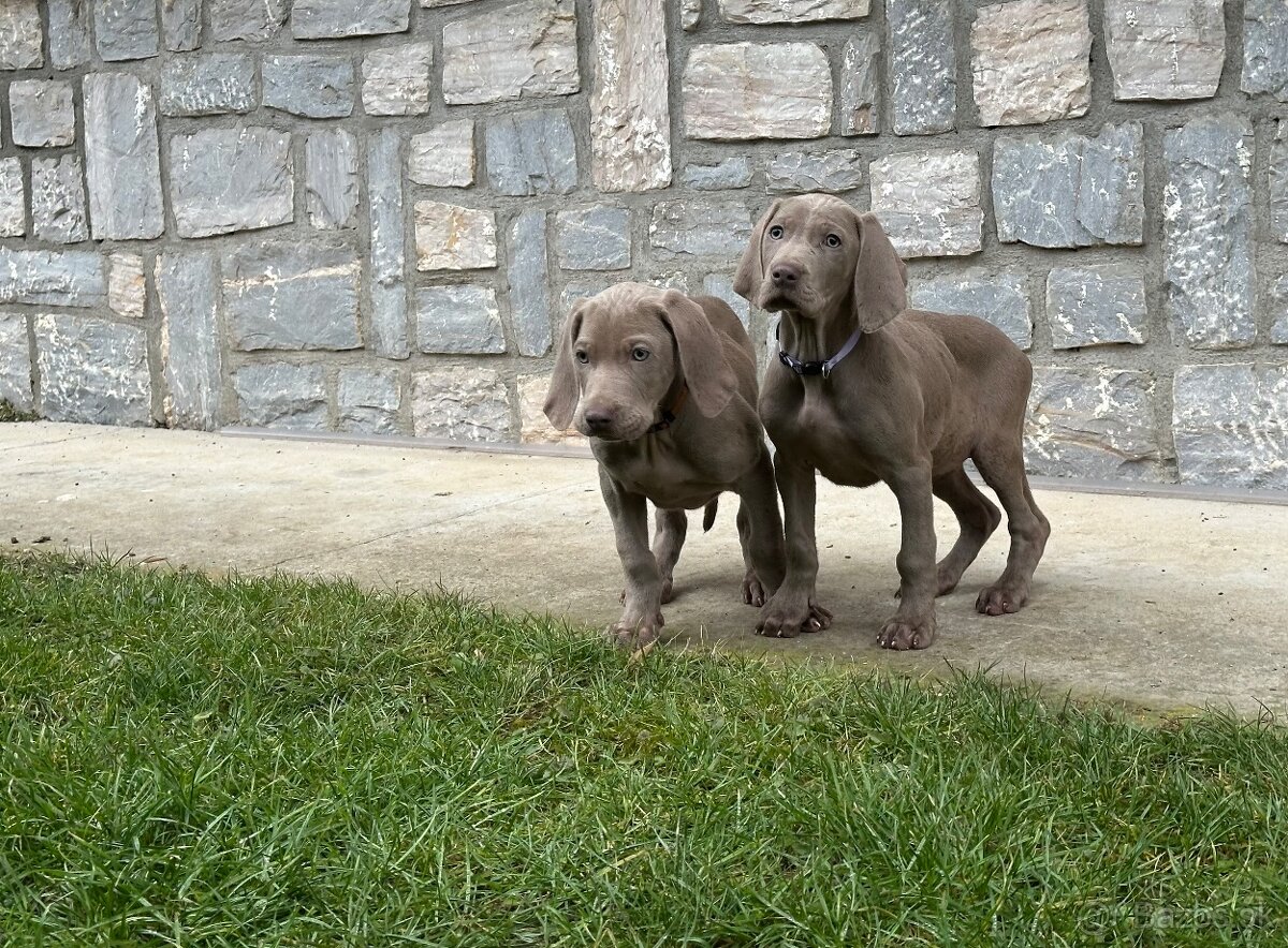 Weimarský stavač šteniatka - 7