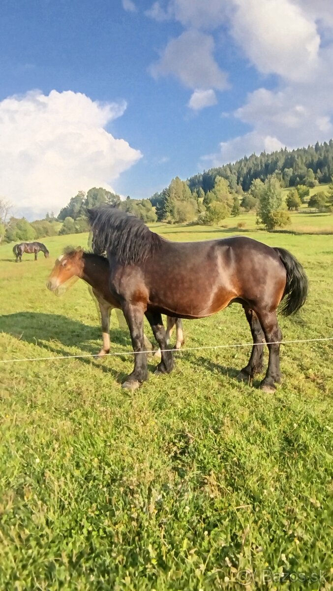Ťažné žrebce - 7