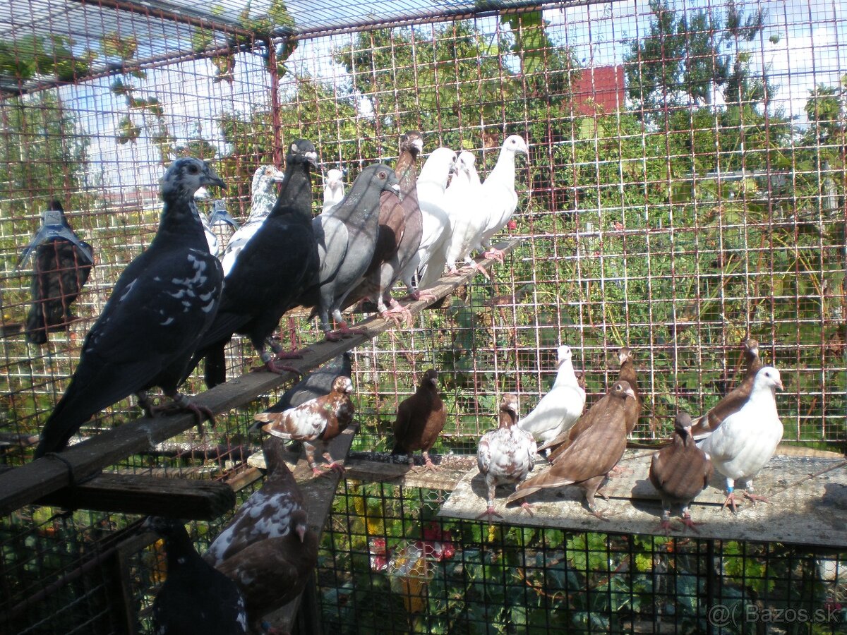 Poštové holuby Vangramberen - 7