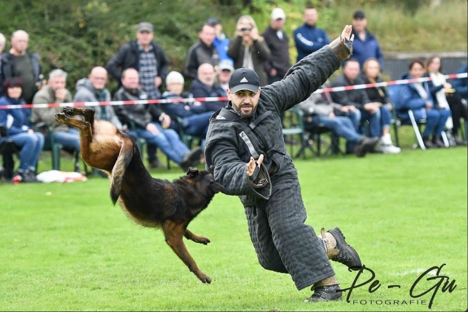 Belgický ovčiak malinois s PP - 7