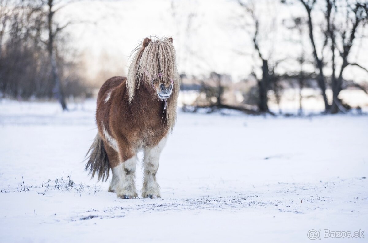 Hřebec mini Shetland pony s PP - 7