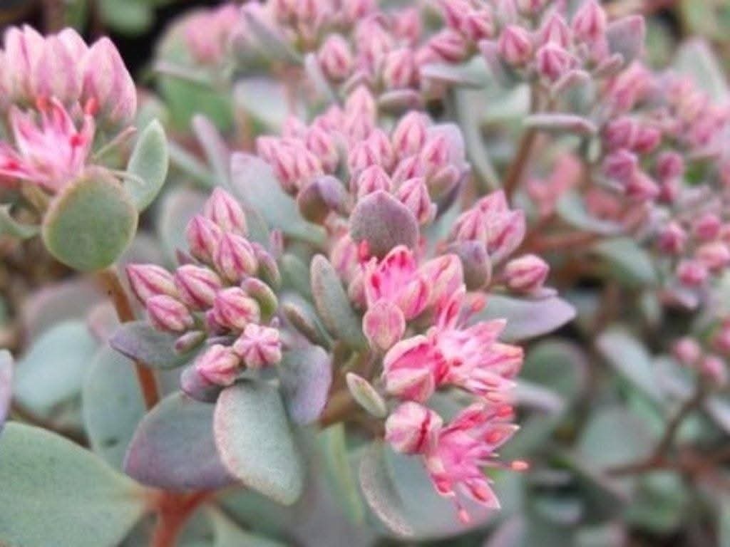 Rozchodniky(Sedum) - 7