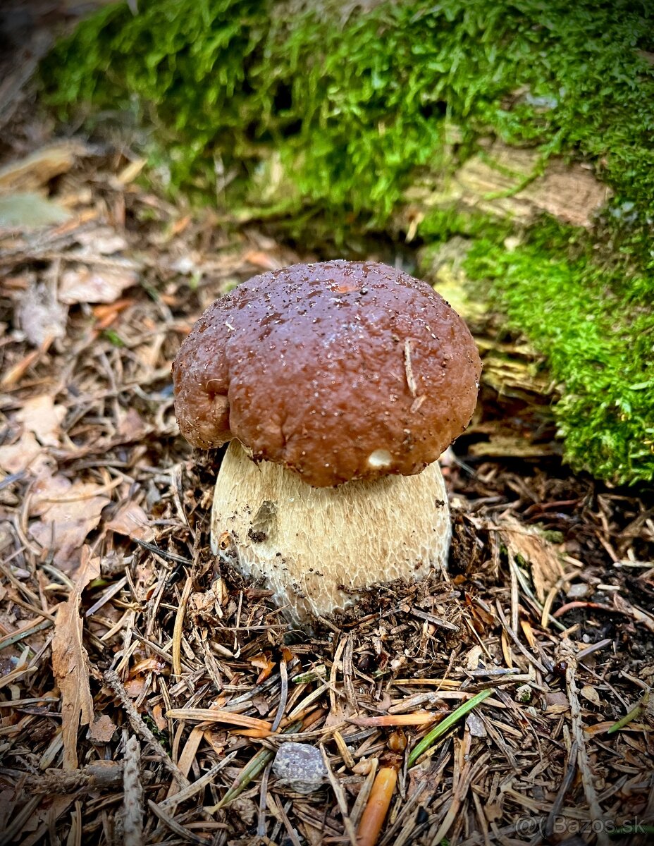 Hríby - darčekové balenie - 7