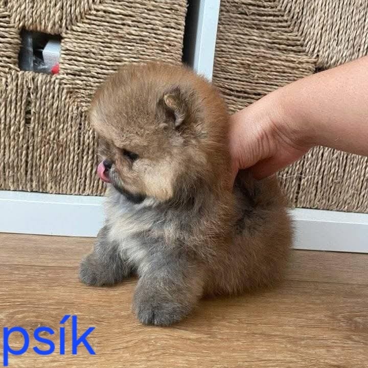 Pomeranian mini - 7