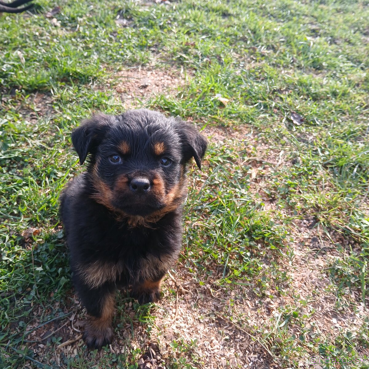 Rotvajler steniaka rodicia pp - 7