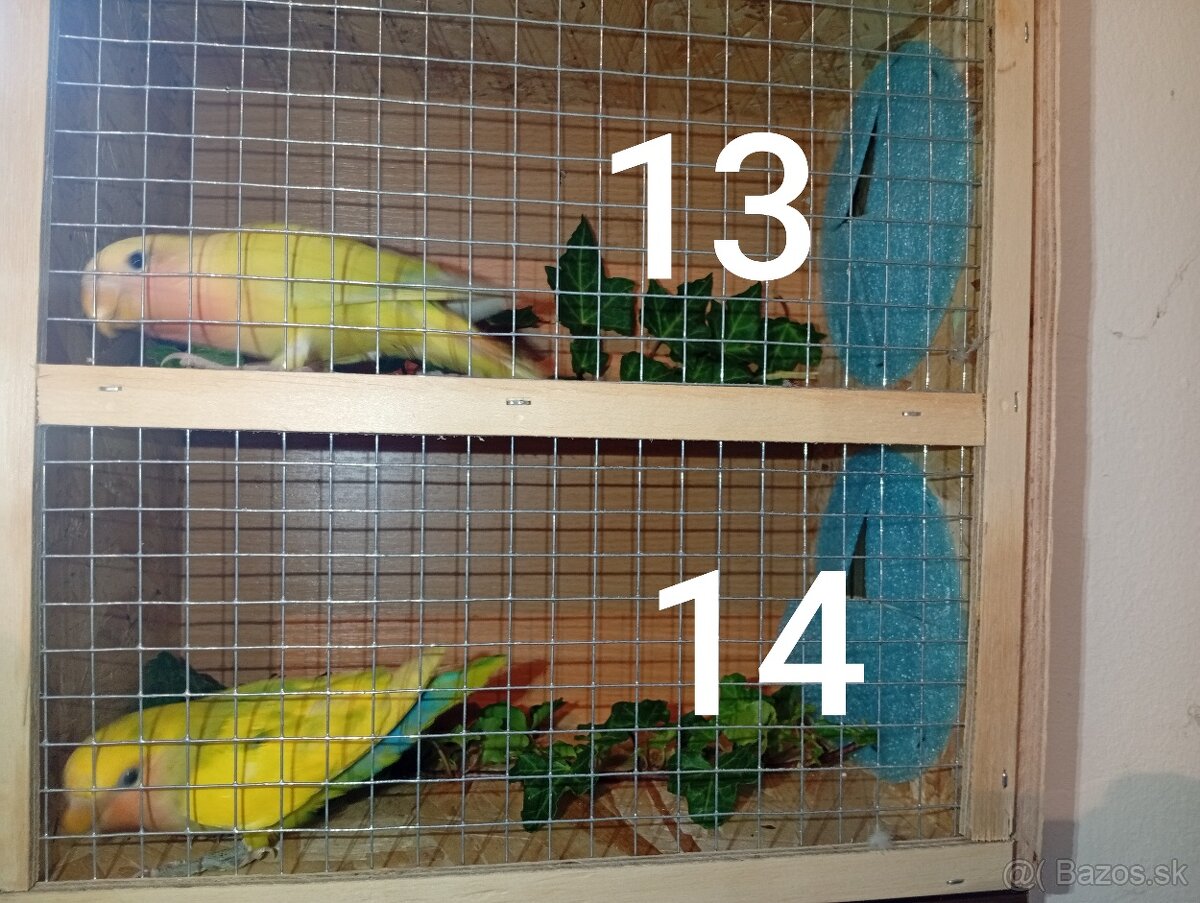 Predám agapornisov ružovohrdlých - 7