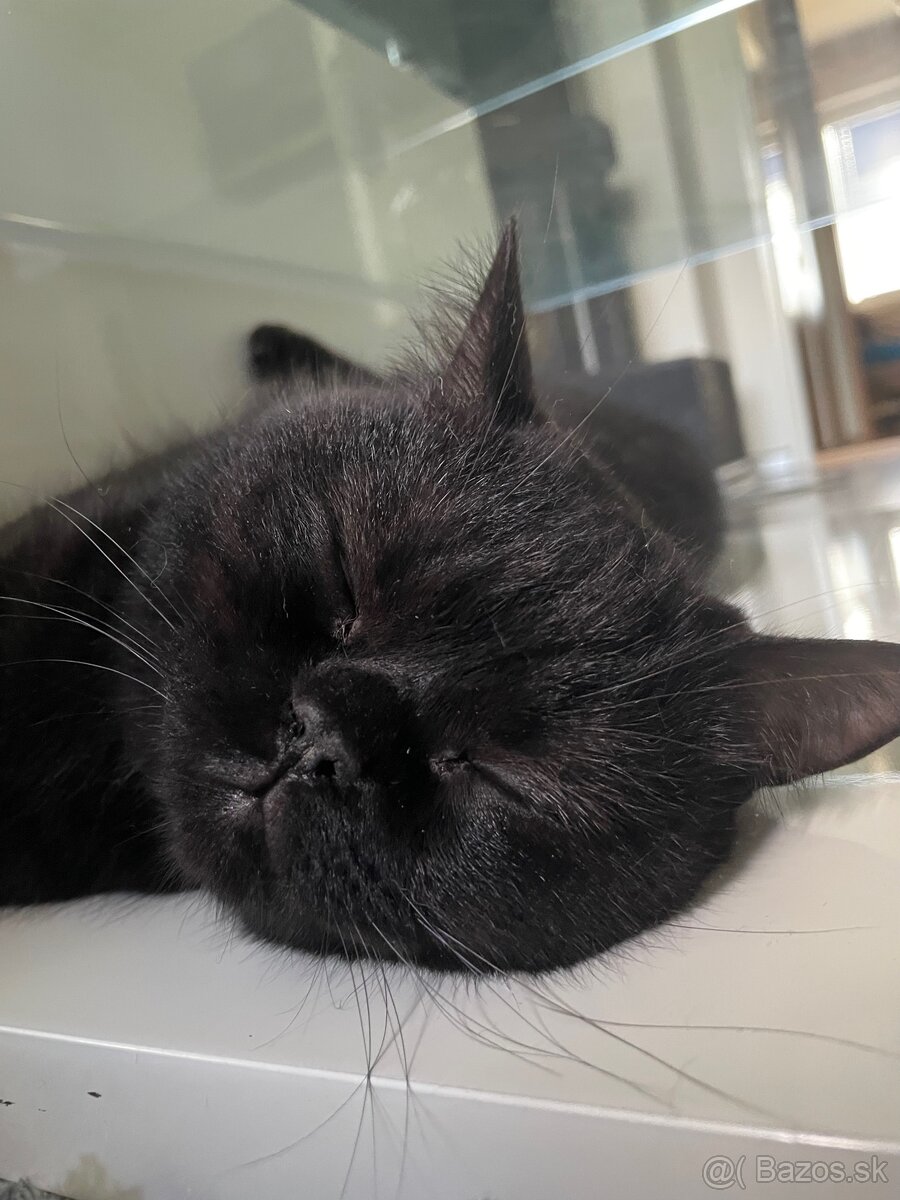 Predám Britských krátkosrstých kocúrikov - 7