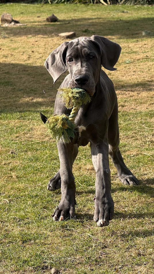 Německá doga modrá s PP Euphorie Blue HH - 7