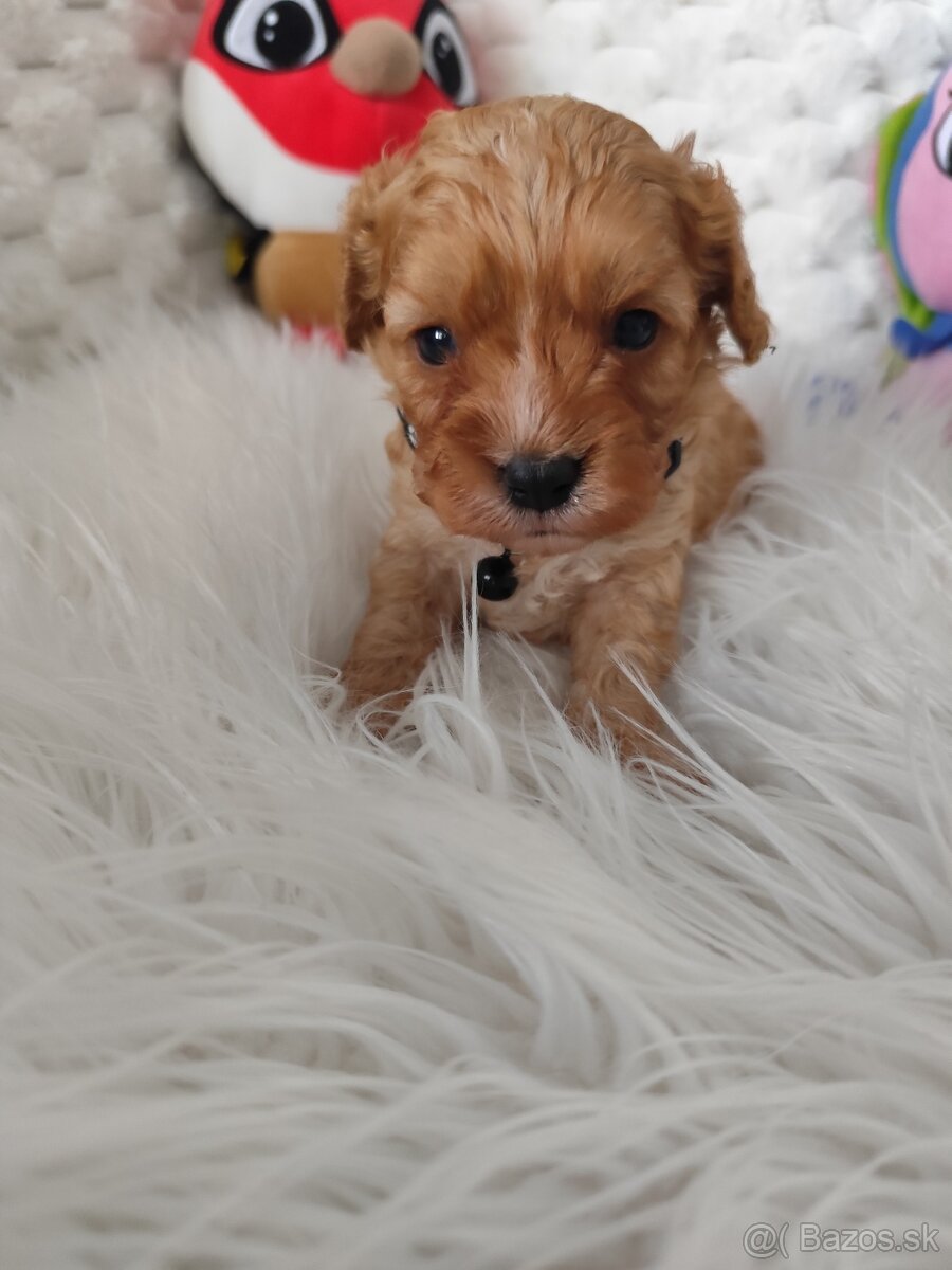 Cavapoo - 7