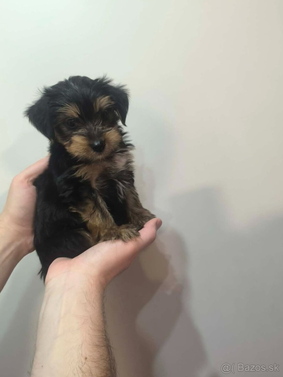 Yorkshire teriér - 7