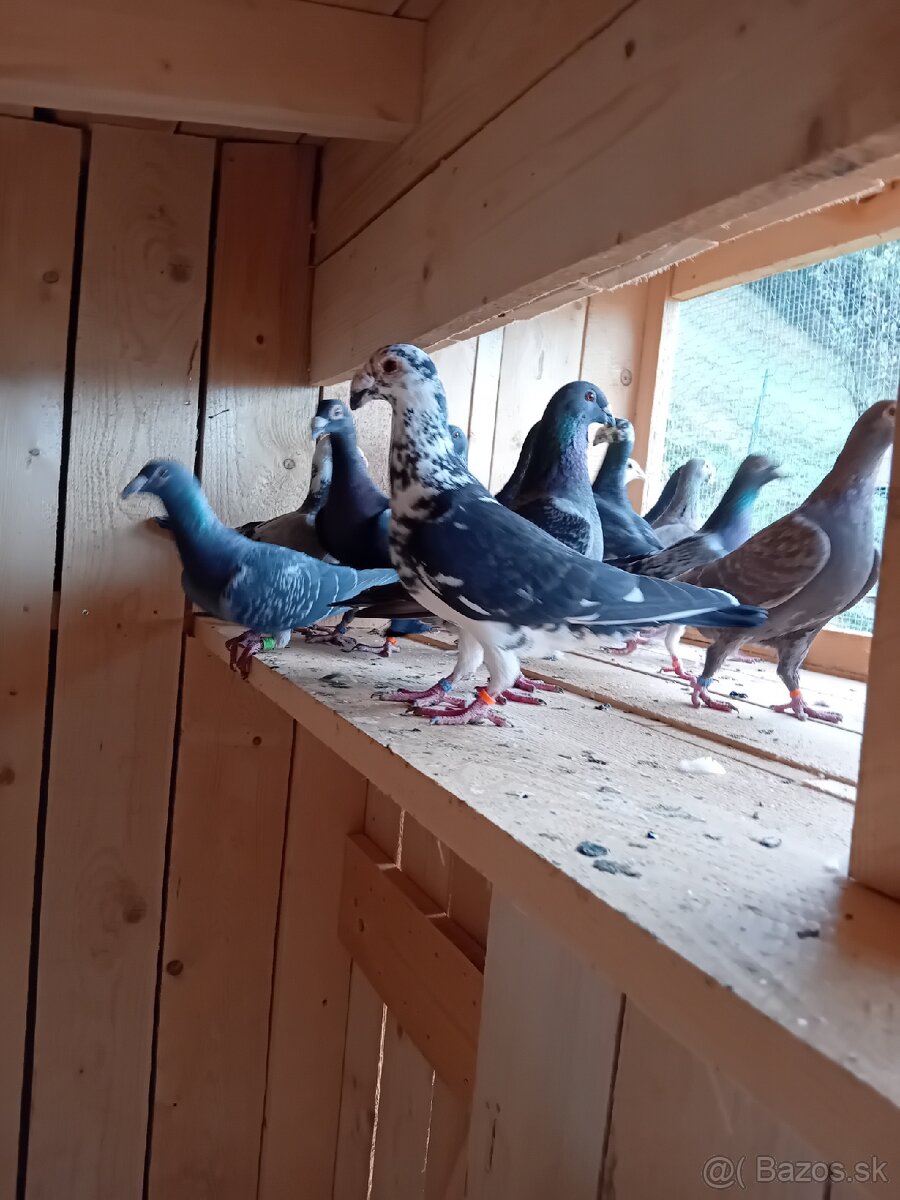 Poštové holuby - 7