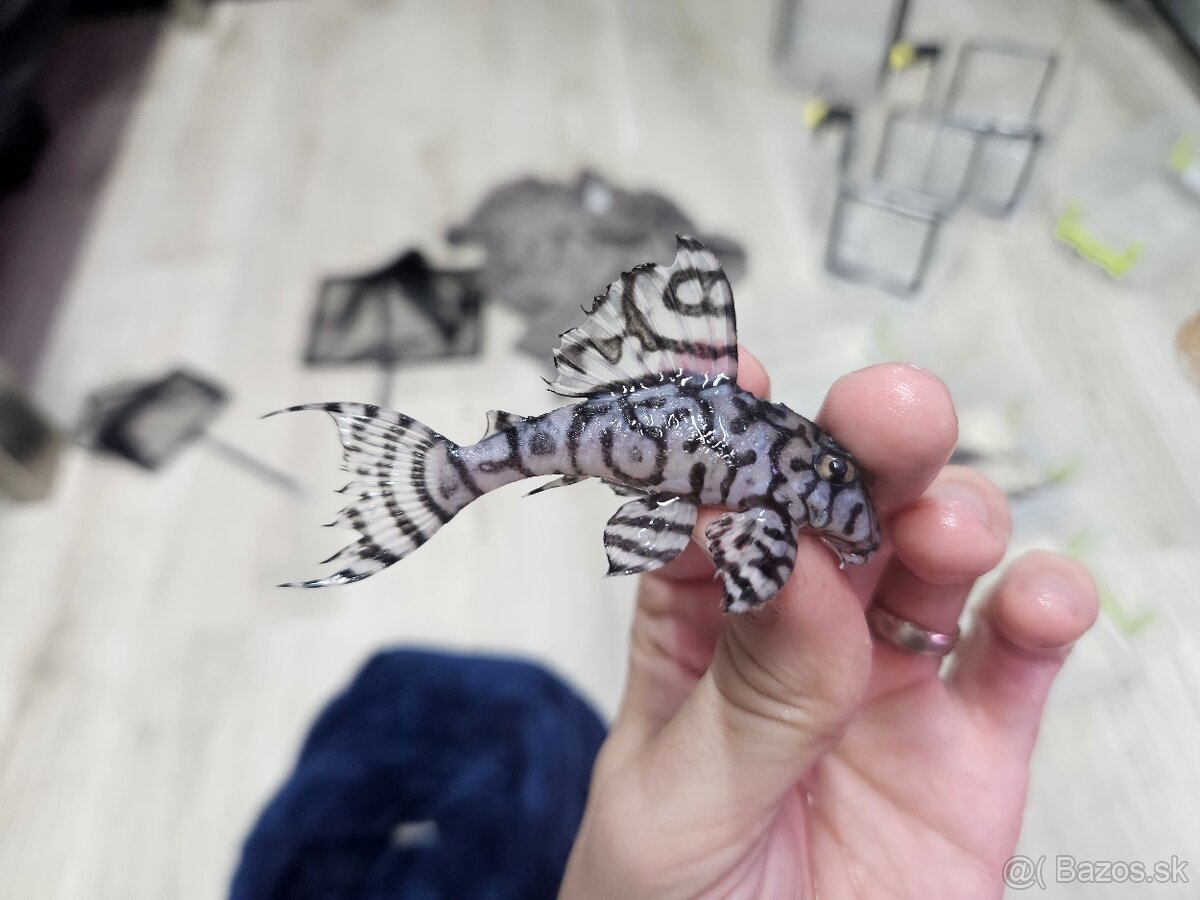 L 236 Super White - dospelá skupinka - 7