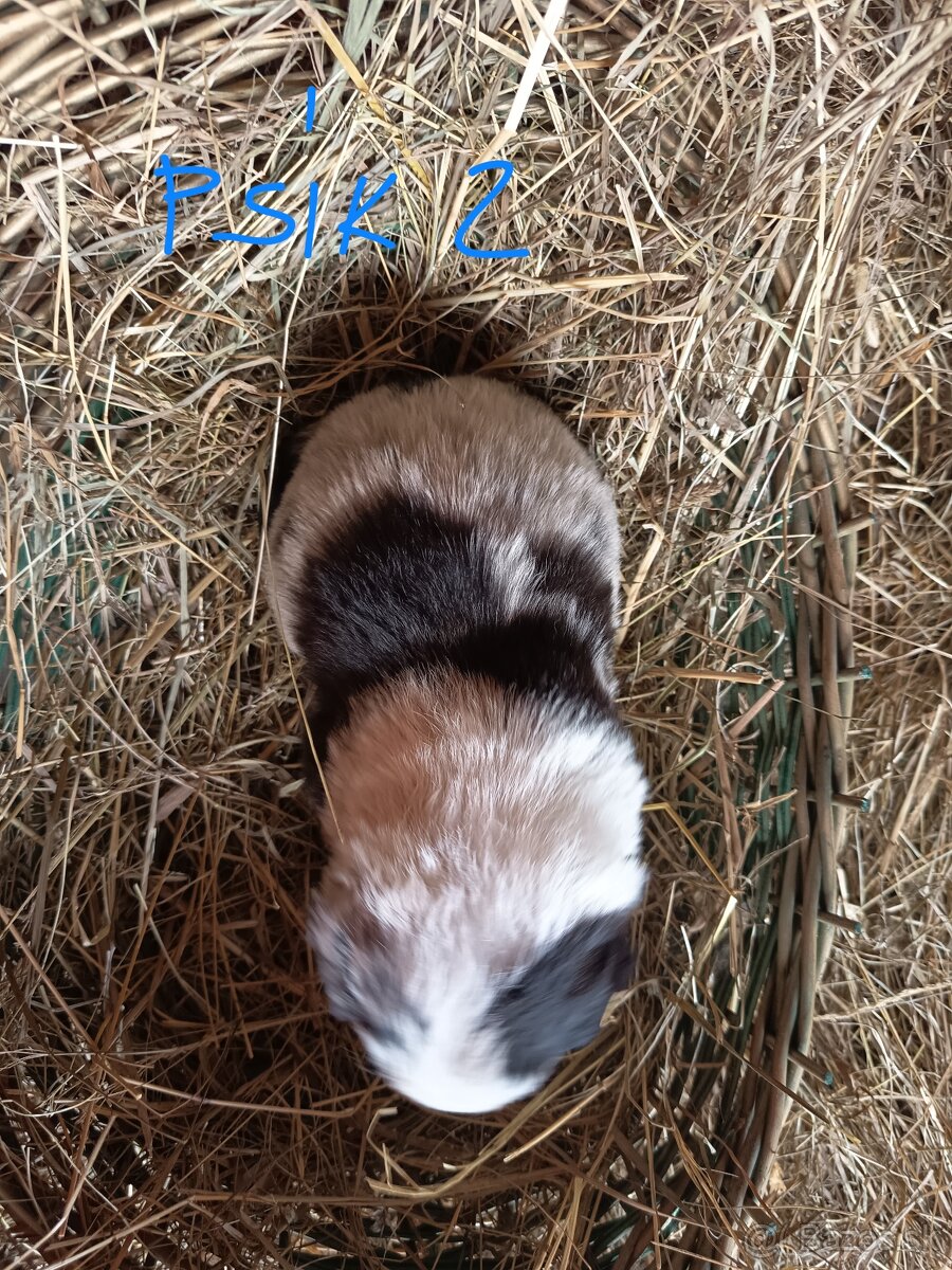 Border kólia šteniatka - 7