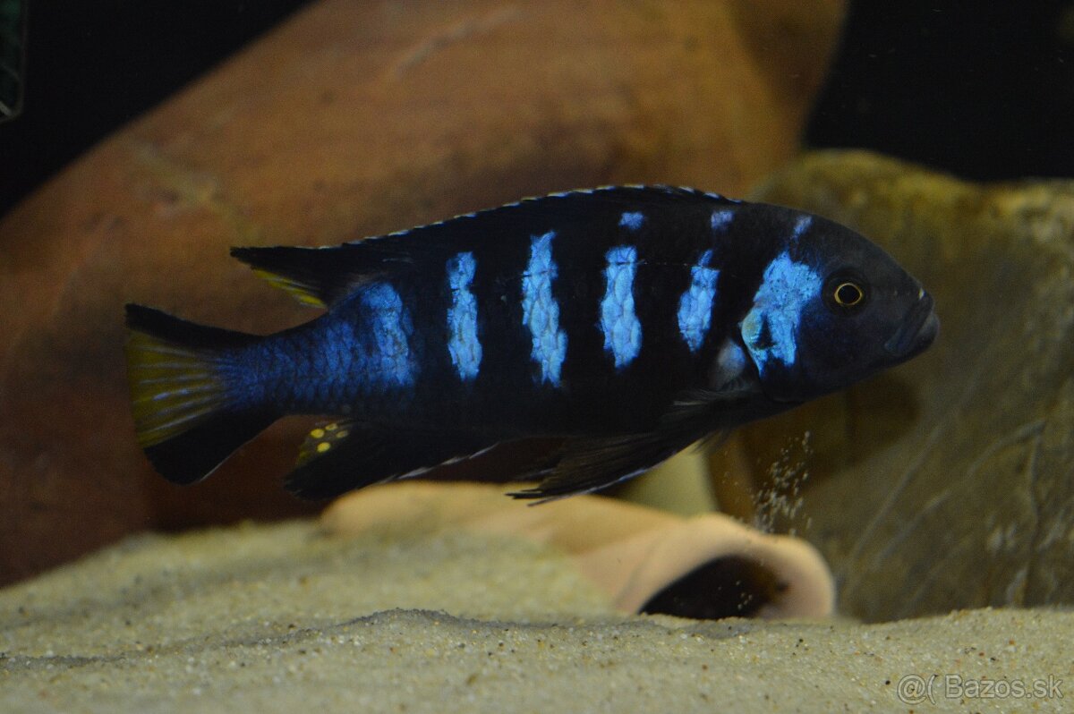 Predám prebytky chovu - Africké cichlidy - 7