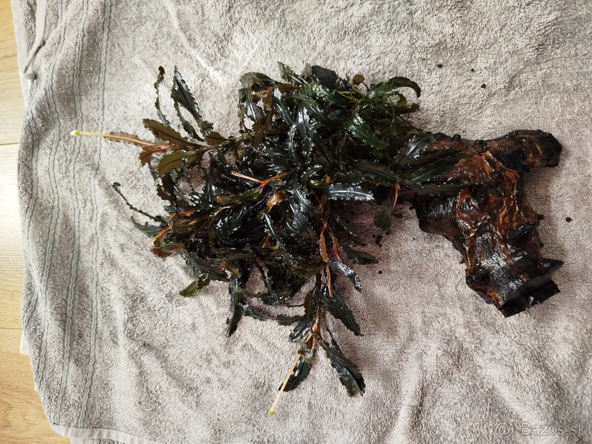 Predam rastlinky Bucephalandra - 7