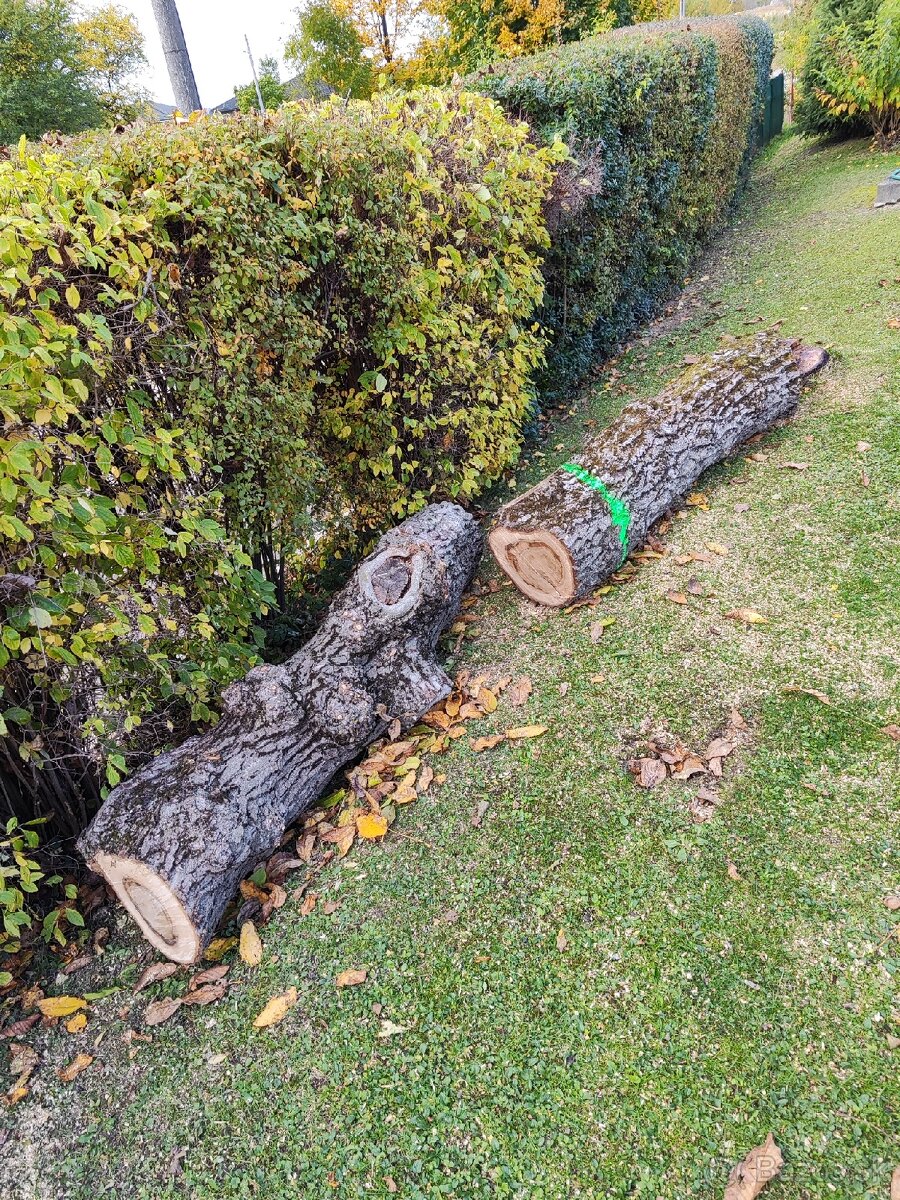 Predám kmene z čerstvo spíleneho stromu - 7