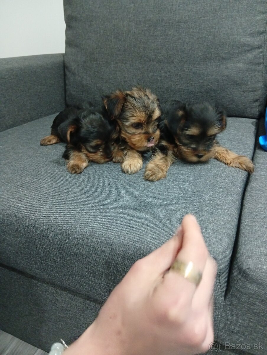 Mini Yorkshire teriér šteniatka na predaj - 7