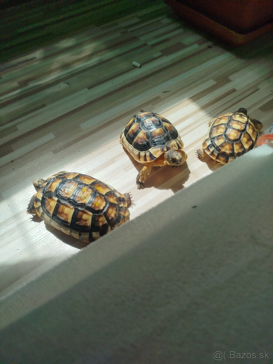 Suchozemska korytnačka Testudo Marginata - 7