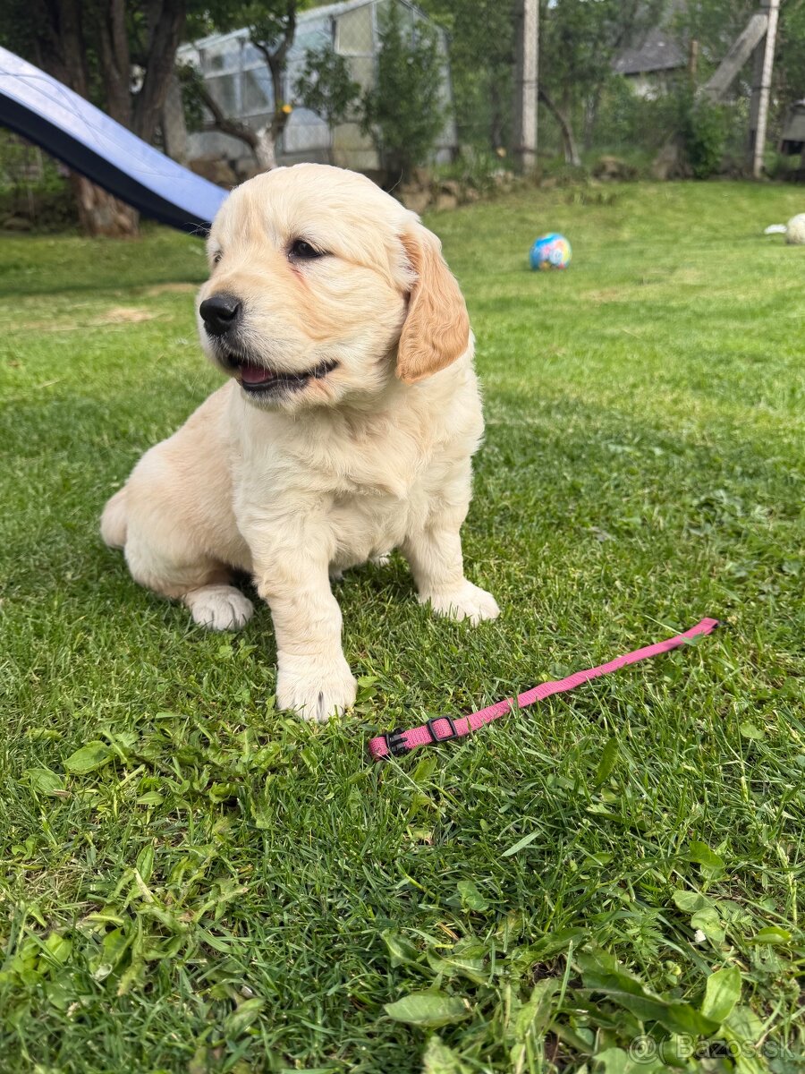 Zlatý retriever - 7